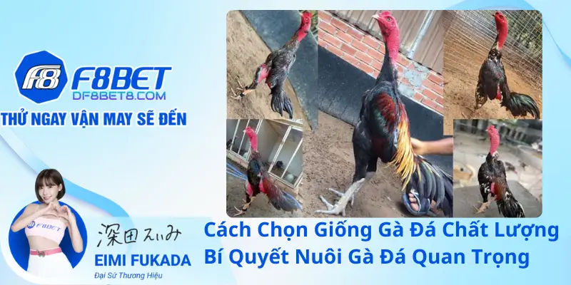 Cách Chọn Giống Gà Đá Chất Lượng – Bí Quyết Nuôi Gà Đá Quan Trọng